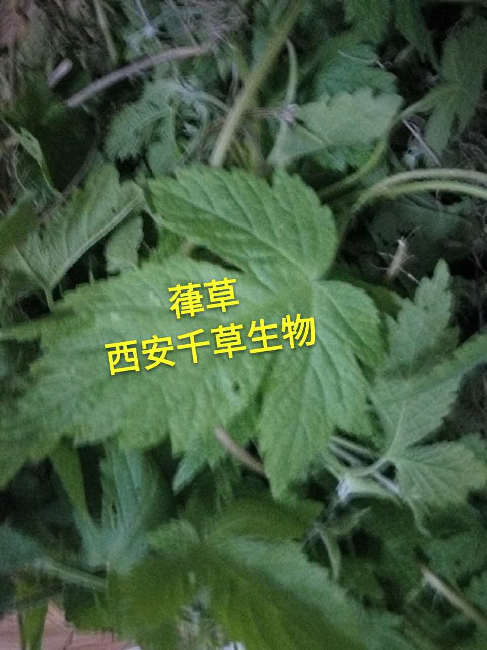 鲜葎草粉